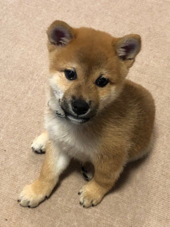 初めて柴犬をお迎えして4ヶ月 仔犬を育てて思ったこと 柴犬大五郎との日々 盛岡市 滝沢市周辺のご当地紹介ブログ ホームページ制作のクリケット Creative Rocket