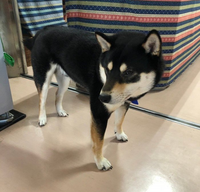 看板犬の五郎くん