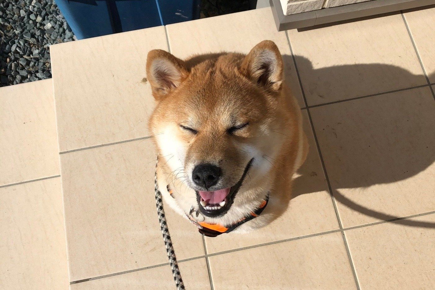 犬との付き合い方がよくわからない大五郎がドッグランに行ってみたら サラダファーム八幡平ワンわんドックパーク 八幡平市平笠 柴犬大五郎との日々 盛岡市 滝沢市周辺のご当地紹介ブログ ホームページ制作のクリケット Creative Rocket