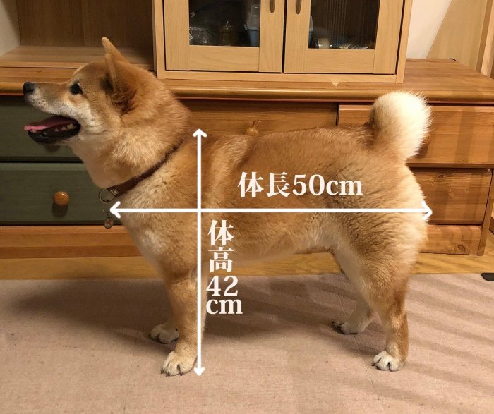 うわっ うちの柴犬 成長しすぎ 柴犬大五郎との日々 盛岡市 滝沢市周辺のご当地紹介ブログ ホームページ制作のクリケット Creative Rocket