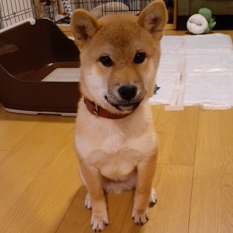 11月あたりの大五郎。今見ると毛がみじかい