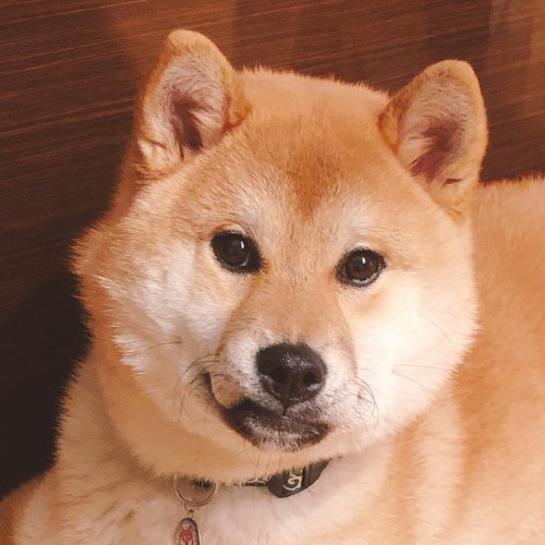 柴犬大五郎
