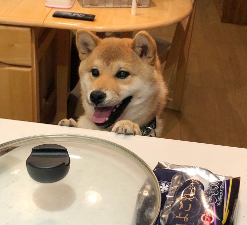 柴犬大五郎