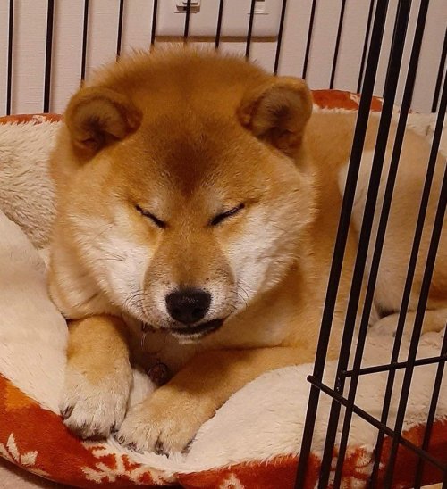 柴犬大五郎