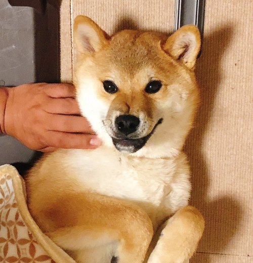 柴犬大五郎