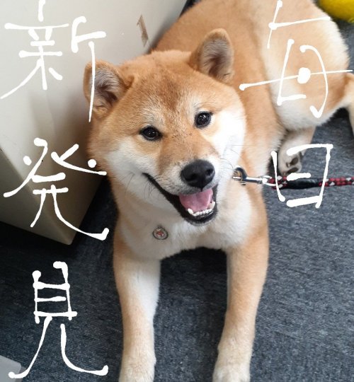 柴犬大五郎