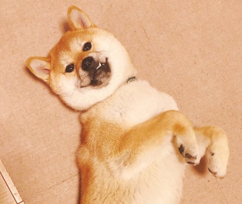 柴犬大五郎
