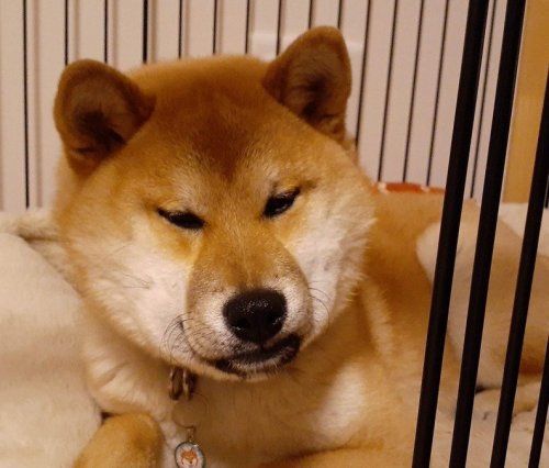柴犬大五郎