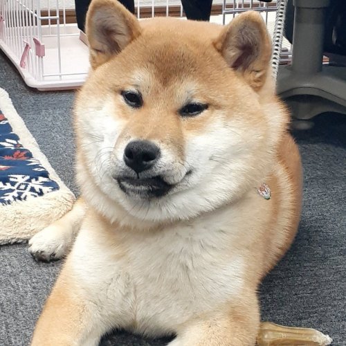 柴犬大五郎