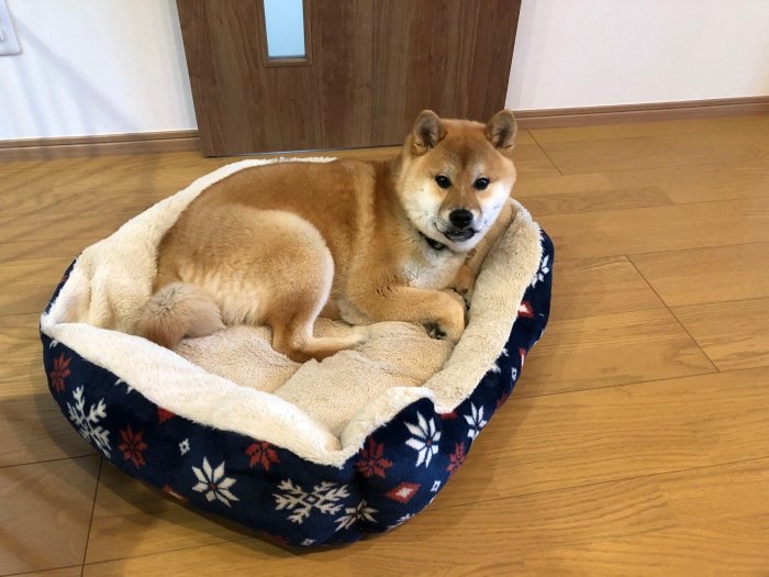 じっと見ている大五郎