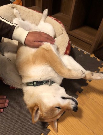お腹ナデナデでうっとり大五郎