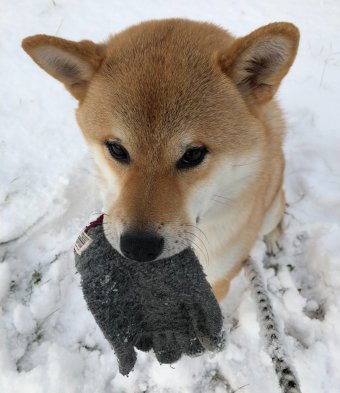 手袋泥棒 大五郎