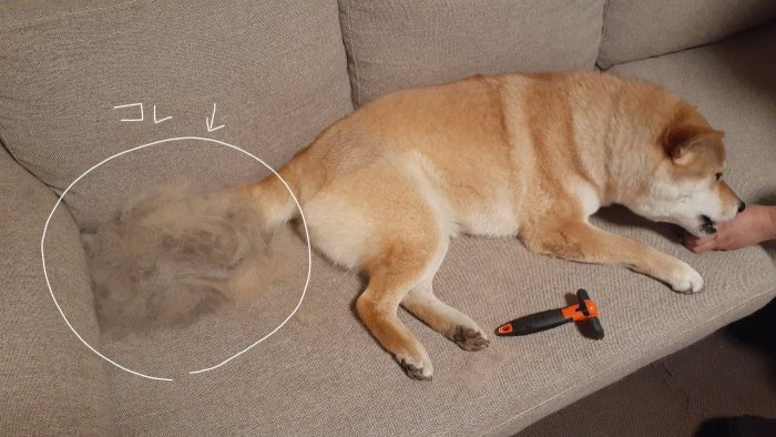ソファーの色と同系色でわかりにくいけど、すごい抜け毛
