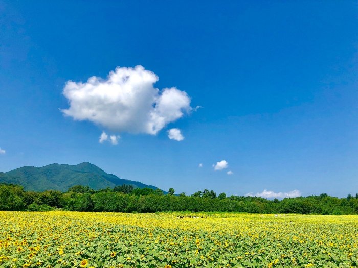 煙山ひまわりパーク｜子供も大人もひまわり畑で癒される【矢巾町煙山】